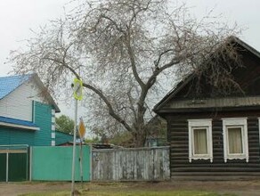 Приамурье атаковала горностаевая моль