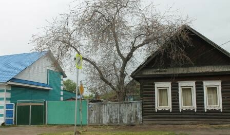 Приамурье атаковала горностаевая моль