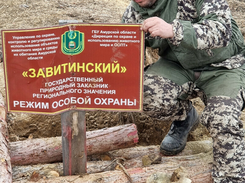 В Приамурье уходит в суд дело в отношении черного лесоруба из Департамента лесного хозяйства