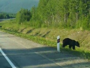 Мэр Тынды поделилась как встретила двух медведей видео