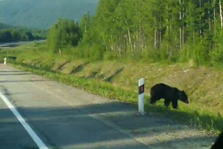 Мэр Тынды поделилась как встретила двух медведей видео
