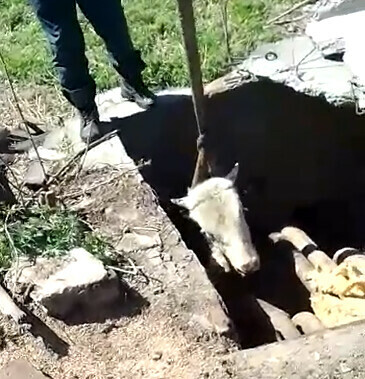 Корова упала в колодец в одном из поселков Приамурья видео