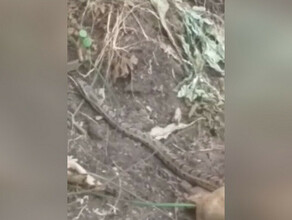 Больше метра под Благовещенском на дачном участке нашли длинную змею видео 