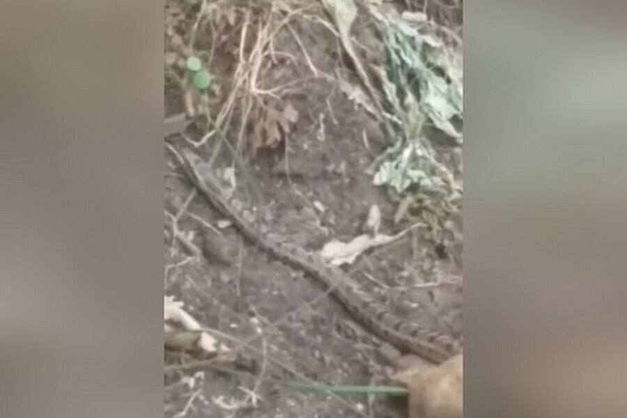 Больше метра под Благовещенском на дачном участке нашли длинную змею видео 