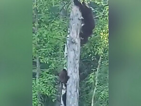 В зеркало смотри чтобы медведица не выскочила Недалеко от Тынды заметили маленьких медвежат видео