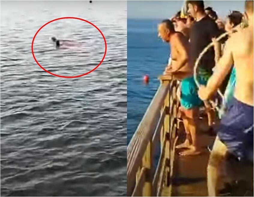 Нападение акулы на женщину в Хургаде могли спровоцировать туристы Они кидали еду в воду
