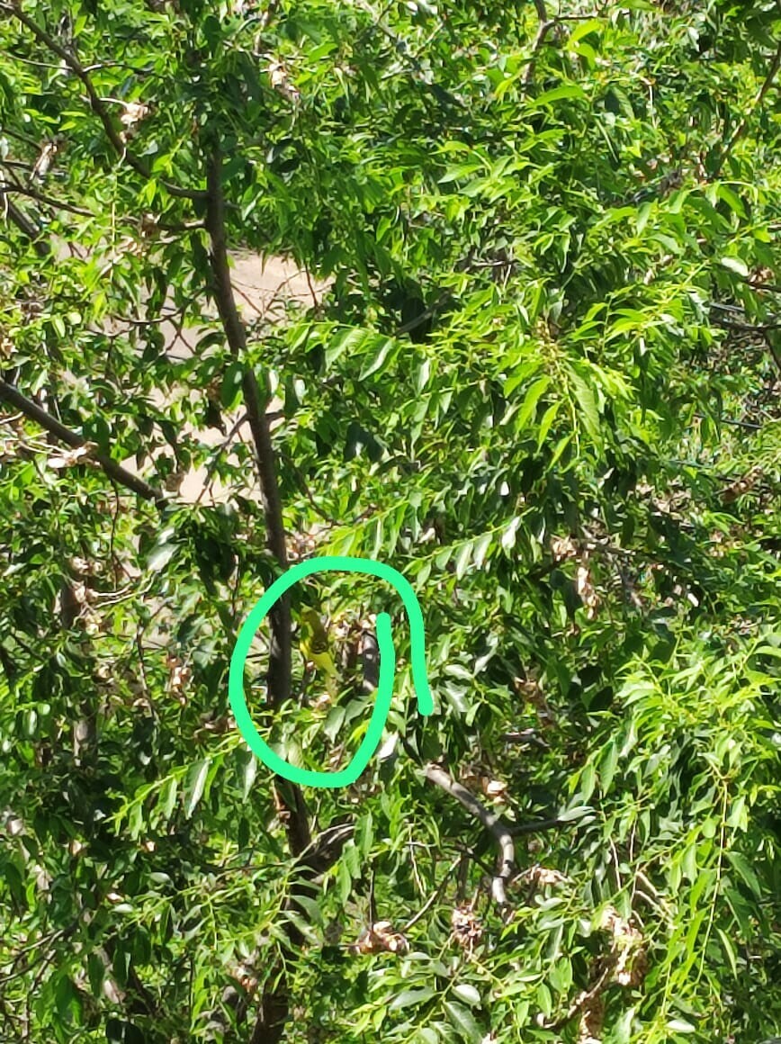 В микрорайоне Благовещенска на деревьях можно увидеть попугая