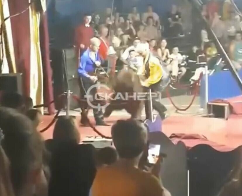 В Благовещенске во время циркового представления на дрессировщика напал медведь видео