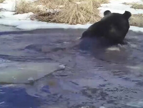 В Амурской области сняли купающегося медведя видео