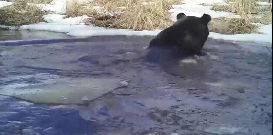 В Амурской области сняли купающегося медведя видео