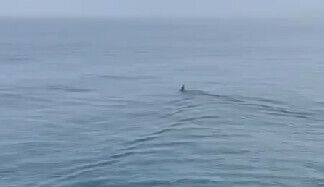 Соцсети в районе Владивостока заметили огромную акулу видео