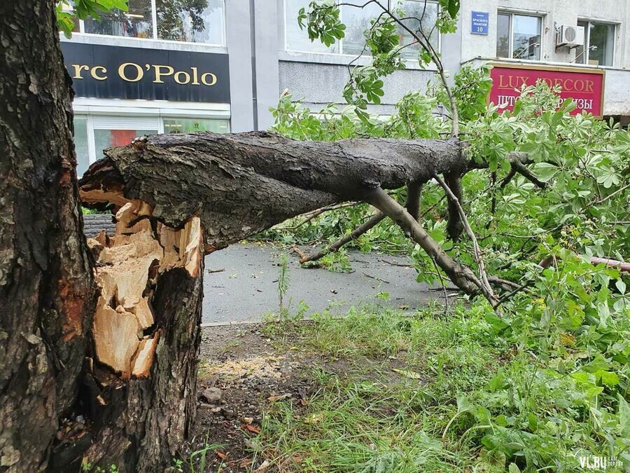Во Владивостоке штормовой ветер валит деревья и срывает крыши Есть первые жертвы фото видео