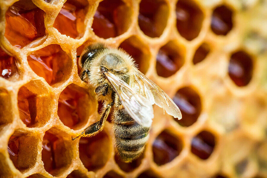 Пасечников и жителей Амурской области одолевают агрессивные голодные пчелы