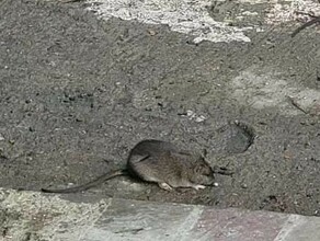 Крыс надо в Тынде жители вновь пожаловались на нашествие грызунов