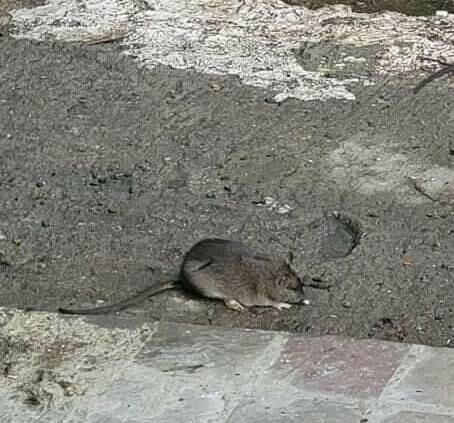 Крыс надо в Тынде жители вновь пожаловались на нашествие грызунов