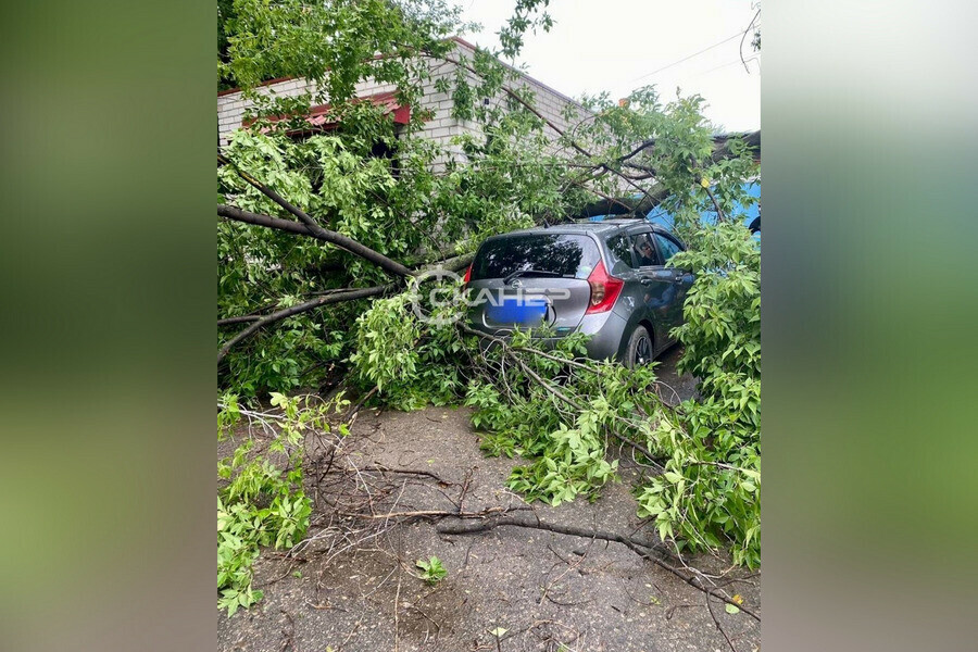 После шквала дерево упало на автомобиль во дворе Благовещенска фото