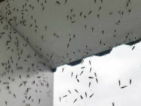 Полчища комаров похожие на торнадо атаковали поселок на Дальнем Востоке видео