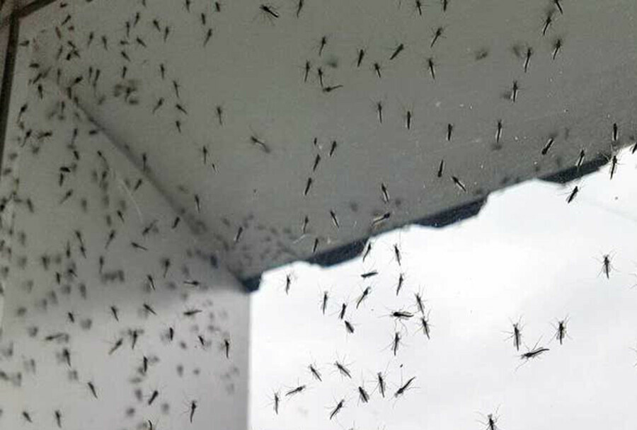 Полчища комаров похожие на торнадо атаковали поселок на Дальнем Востоке видео
