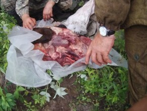В Амурской области задержали браконьеров убивших двух лосей фото