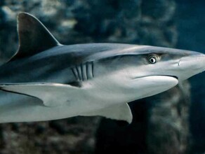 Ученые высказались по поводу сообщений о нашествии акул в Приморье  