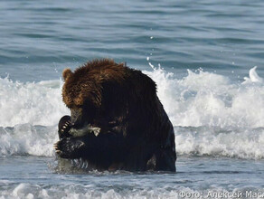 Дальневосточники застали одного медведя в море за поеданием рыбы другого  за купанием фото видео