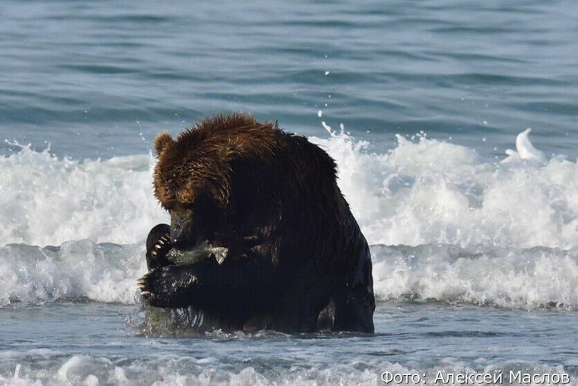 Дальневосточники застали одного медведя в море за поеданием рыбы другого  за купанием фото видео