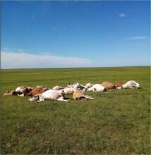 Почти 20 коров погибли от мощнейшего удара молнии