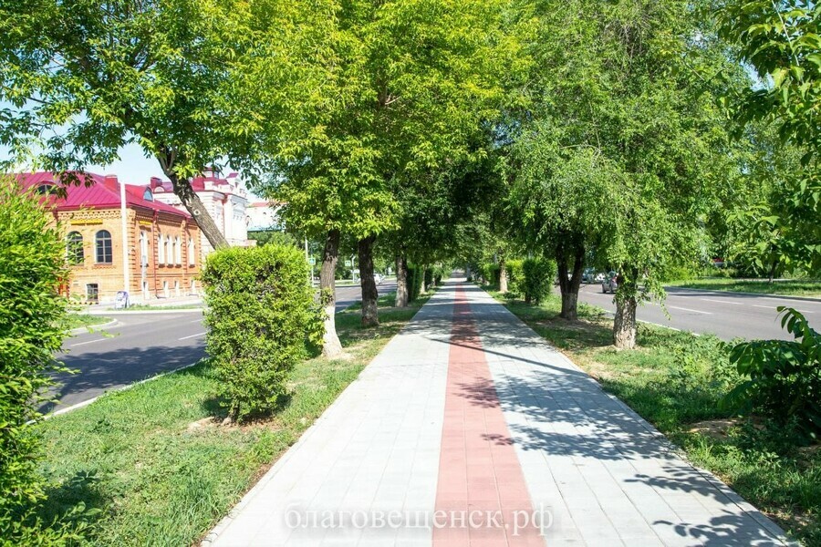 В Благовещенске появился древесный хирург