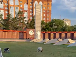 Это памятник Победы а не место выгула в центре Благовещенска женщины поконфликтовали изза собак