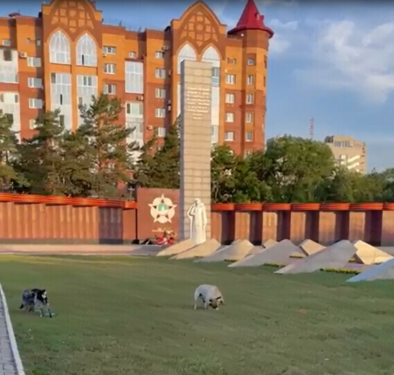 Это памятник Победы а не место выгула в центре Благовещенска женщины поконфликтовали изза собак