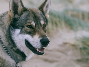 В Забайкалье женщину признали виновной в гибели семилетней девочки которую загрызла стая собак