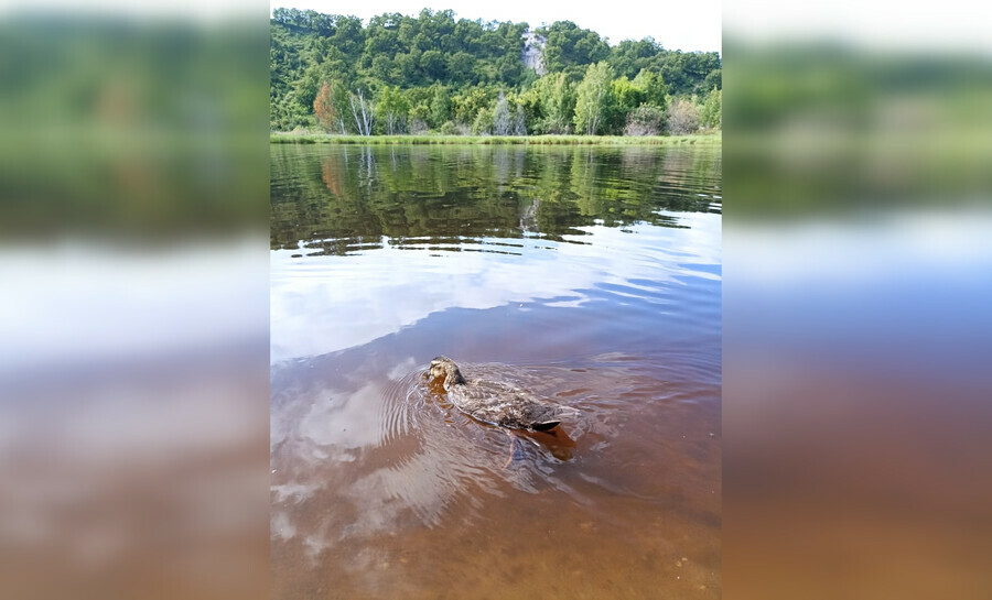 Отдыхающих на озере у Благовещенска удивила бесстрашная утка