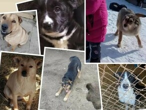 На попечении 27 животных волонтер из Благовещенска просит помочь кормом для собак
