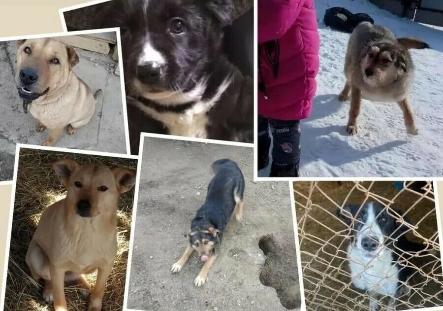 На попечении 27 животных волонтер из Благовещенска просит помочь кормом для собак