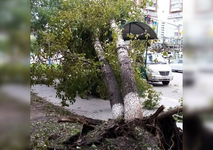 Сильный ветер повалил в Благовещенске 47 деревьев