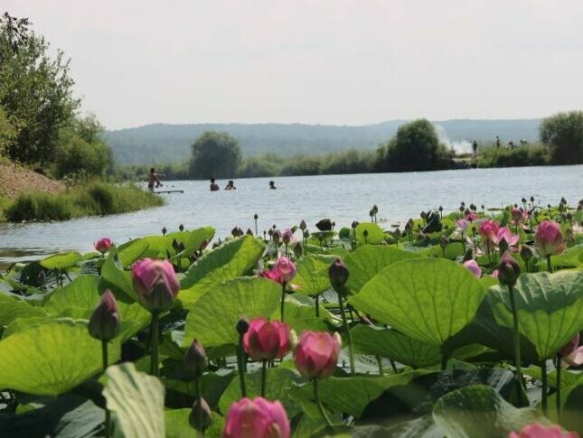 В Бурее на озере зацвели реликтовые растения