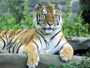 Тигр погиб в самолете летевшем на Дальний Восток из Москвы