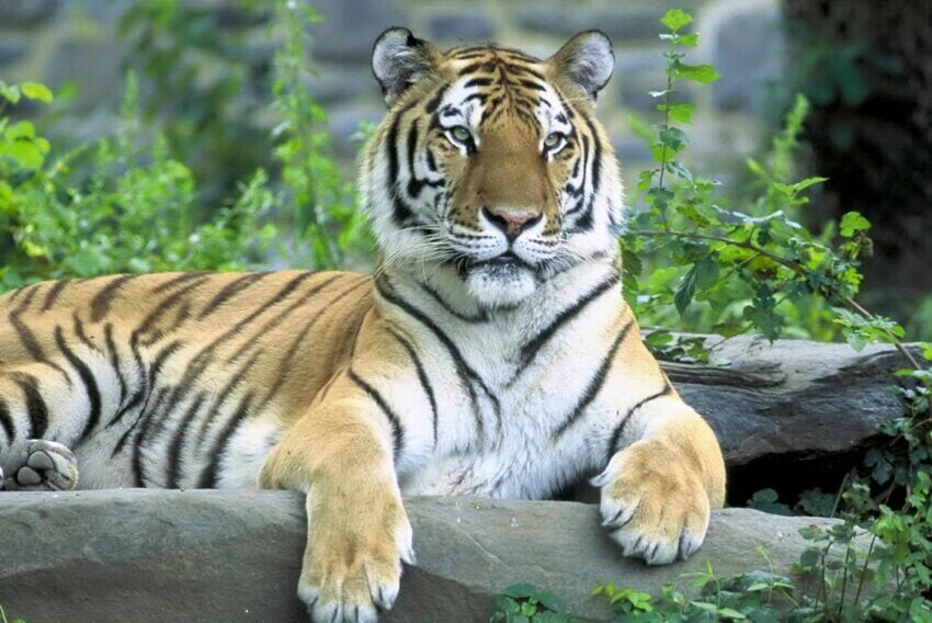 Тигр погиб в самолете летевшем на Дальний Восток из Москвы