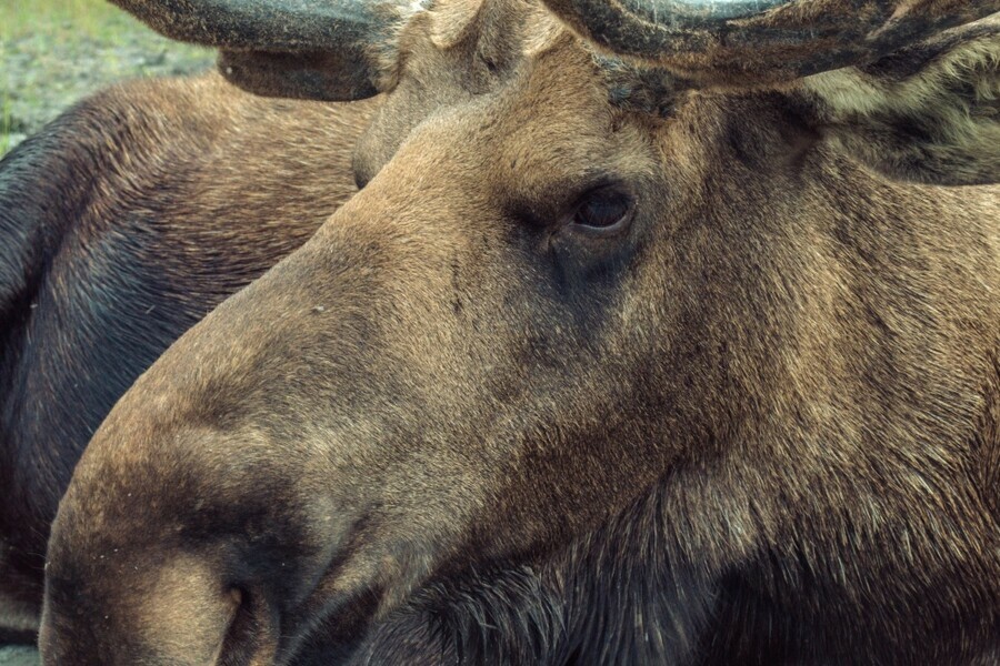 В Амурской области браконьер перевозил мясо лося но попался правоохранителям