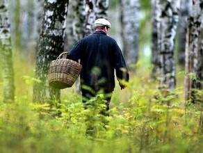 Любителям грибов в Приамурье дали важные рекомендации 