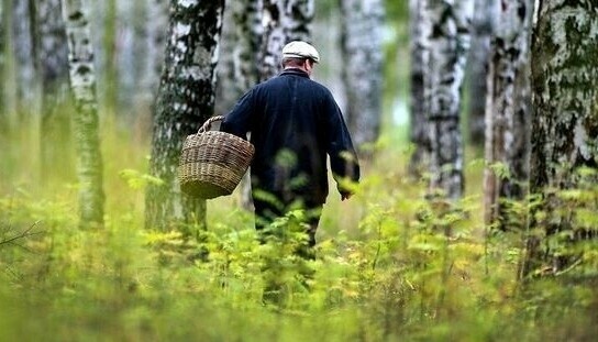 Любителям грибов в Приамурье дали важные рекомендации 