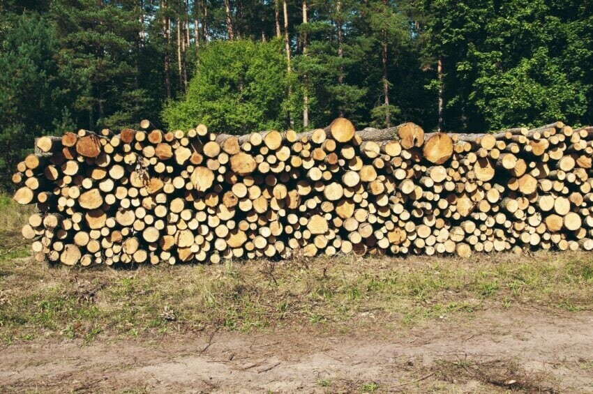 В Амурской области возбуждено дело о контрабанде древесины на 60 миллионов рублей