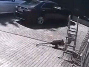 Сбежавшая обезьяна напала на ребенка Девочка в тяжелом состоянии видео