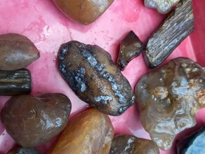 Благовещенец нашел в камнях следы древнего морского ежа и кости динозавров