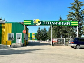 Комбинат Тепличный даст амурчанам еще больше зелени