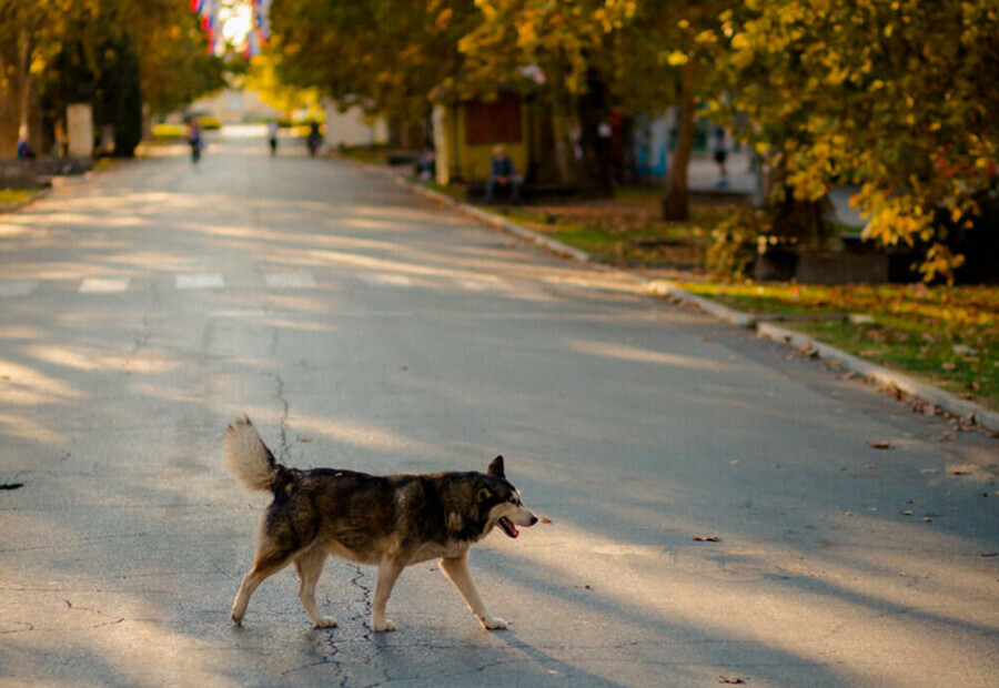 В Свободном на ребенка напала бродячая собака