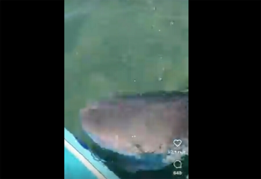 Соцсети Жителя Владивостока встретившегося с акулой уличили в использовании чужого видео 