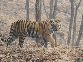 Амурскую тигрицу найденную зимой в Приморье вылечили Ее увезут в Волоколамск