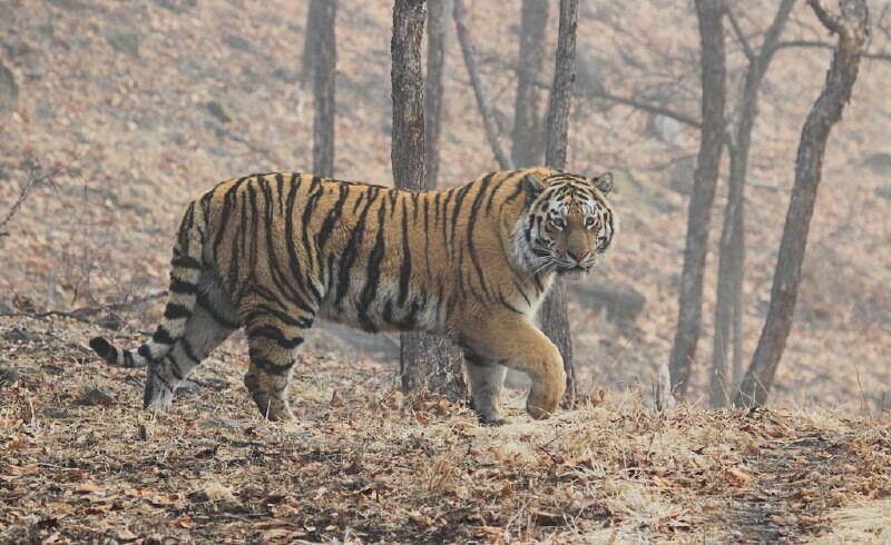 Амурскую тигрицу найденную зимой в Приморье вылечили Ее увезут в Волоколамск