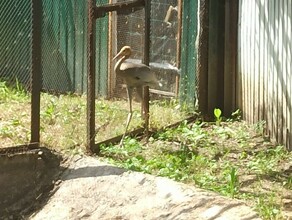 В Амурской области нашли истощенного птенца даурского журавля с опутанными веревкой ногами